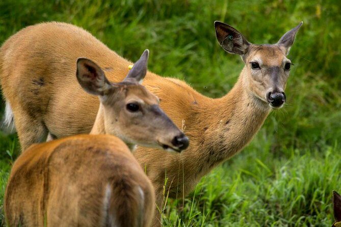 Montreal ZOO, private half day tour - The Itinerary Breakdown