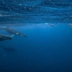 Moorea 4H Shared Boat Tour Whale Swimming and Snorkeling - The Allure of Swimming with Whales and Other Marine Creatures