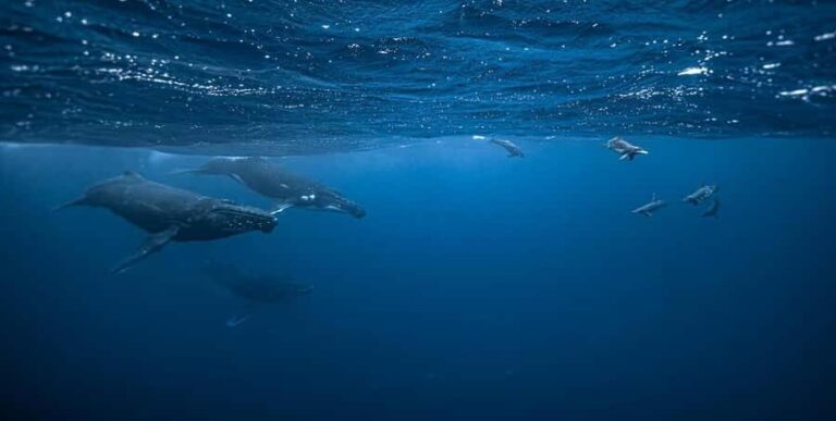 Moorea 4H Shared Boat Tour Whale Swimming and Snorkeling - The Allure of Swimming with Whales and Other Marine Creatures