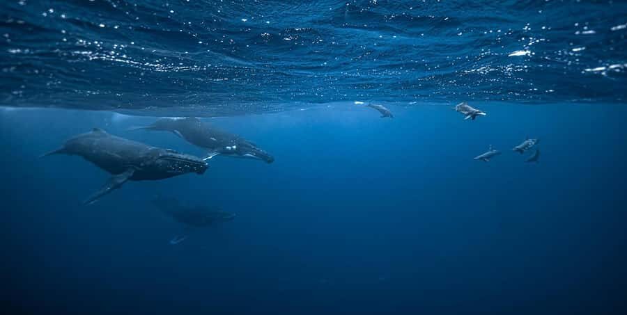 Moorea 4H Shared Boat Tour Whale Swimming and Snorkeling - The Allure of Swimming with Whales and Other Marine Creatures