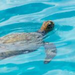 Moorea Highligts: Blue Lagoon Shore Attractions and Lookouts - The Scenic Routes and Lookouts