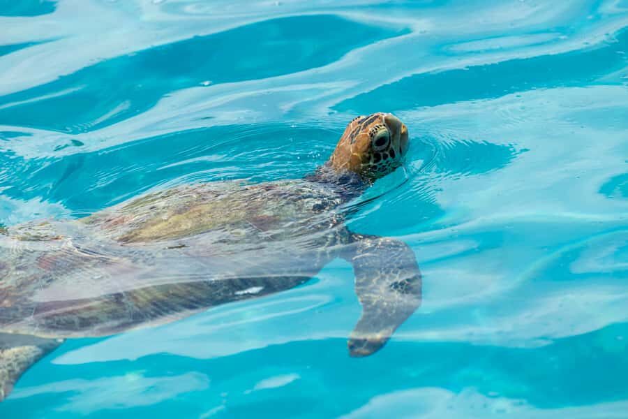 Moorea Highligts: Blue Lagoon Shore Attractions and Lookouts - What You Can Expect Throughout the Day