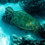 Moorea Lagoon Tour by Transparent Kayak - Final Thoughts