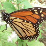 Morelia: Monarch Butterfly Tour - Whats Included and How It Works