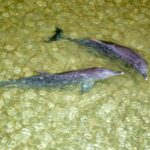 Moreton Island: Desert Safari Tour & Dolphin Viewing - Practical Details & Tips