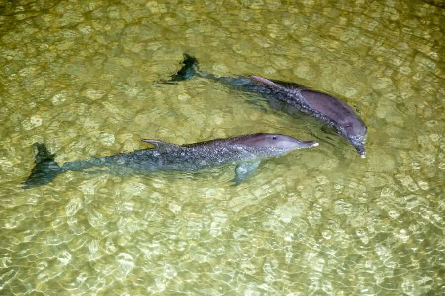 Moreton Island: Desert Safari Tour & Dolphin Viewing - Practical Details & Tips