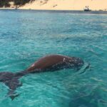 Moreton Island Eco Marine Safari Cruise and Snorkel - Things to Keep in Mind