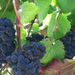 Morning Half Day Carmel Valley Wine Tasting Tour - What Travelers Are Saying (Based on Reviews)