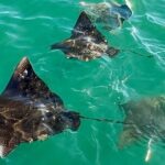 Morning Turtle Town Snorkel at Coral Gardens - What You Can Expect During the Tour