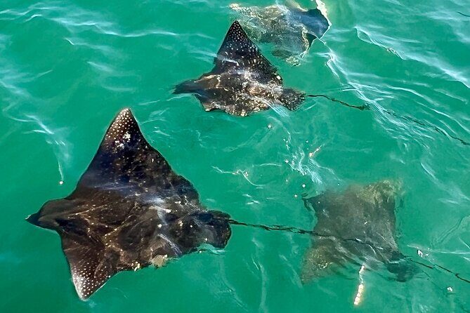 Morning Turtle Town Snorkel at Coral Gardens - What You Can Expect During the Tour