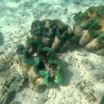 Moso Blue Cave Day Tour - What the Reviews Say