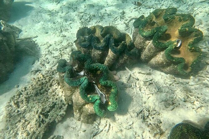 Moso Blue Cave Day Tour - What the Reviews Say