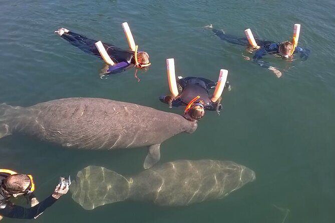 Most Popular 3hr Manatee Swim Tour + In-Water Guide! - Who Is This Tour Best For?