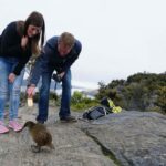 Mou Waho Island: 3-Hour Cruise and Guided Nature Walk - The Value of the Tour