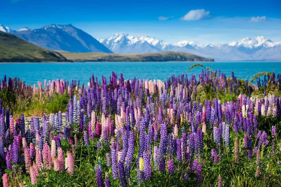 Mount Cook Day Tour: Mount Cook to Christchurch - What the Tour Covers
