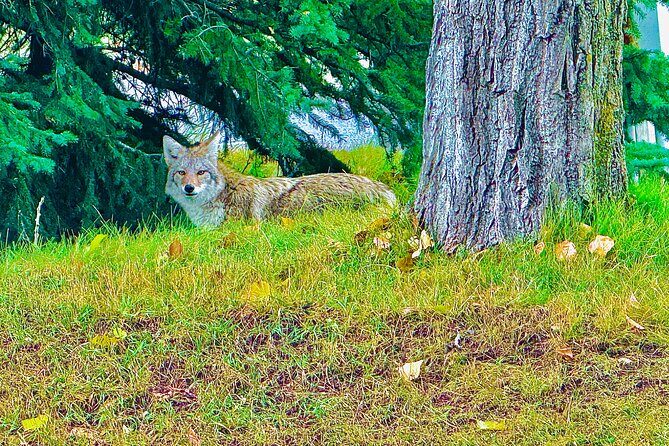 Mount Royal Hotel to Banff National Park Minivan Tour - Who Is This Tour Best For?