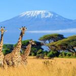 Mt Kilimanjaro Hiking via Marangu Route Day Trip - Price and Value—Is It Worth It?