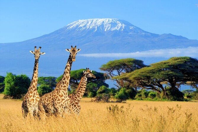 Mt Kilimanjaro Hiking via Marangu Route Day Trip - Price and Value—Is It Worth It?