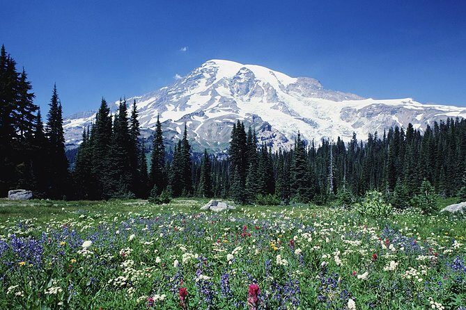 Mt. Rainier Day Tour from Seattle - Who Is This Tour Best For?