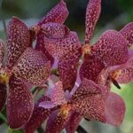 Mudpools,Hindu Temple,Sleeping Giants,markets,shopping/Lunch ex Intercontinental - Itinerary Breakdown