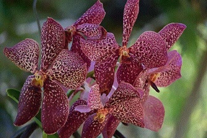 Mudpools,Hindu Temple,Sleeping Giants,markets,shopping/Lunch ex Intercontinental - Itinerary Breakdown