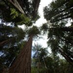 Muir Woods and Sausalito Afternoon Tour Small-Group Half-Day - What We Love About This Tour