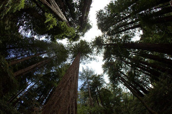 Muir Woods and Sausalito Afternoon Tour Small-Group Half-Day - What We Love About This Tour