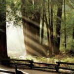 Muir Woods & Napa-8hr-Private Scenic Wine Tour From San Francisco - Pricing and Value Analysis
