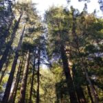 Muir Woods, Sausalito and Ferry back to Fisherman's Wharf - What’s Included and What You Should Know