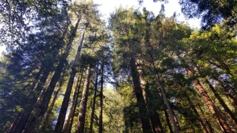 Muir Woods, Sausalito and Ferry back to Fisherman's Wharf - What’s Included and What You Should Know