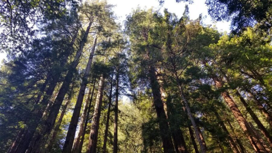 Muir Woods, Sausalito and Ferry back to Fisherman's Wharf - What’s Included and What You Should Know