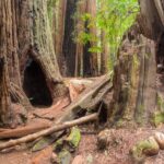 Muir Woods Self-Guided Driving and Walking Audio Tour - Notable Drawbacks