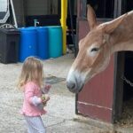 Mules in New Orleans Barn Tour - Who Is This Tour Best For?