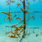 Museum for Coral Preservation with Chankanaab Park and OTOCH - FAQs