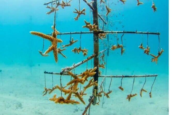 Museum for Coral Preservation with Chankanaab Park and OTOCH - FAQs