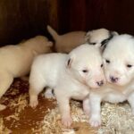 Musher's Camp and Gold Panning Adventure - Frequently Asked Questions