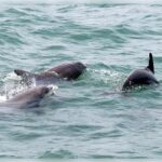 Myrtle Beach: Dolphin Cruise on the Sea Screamer - Is It Worth the Price?