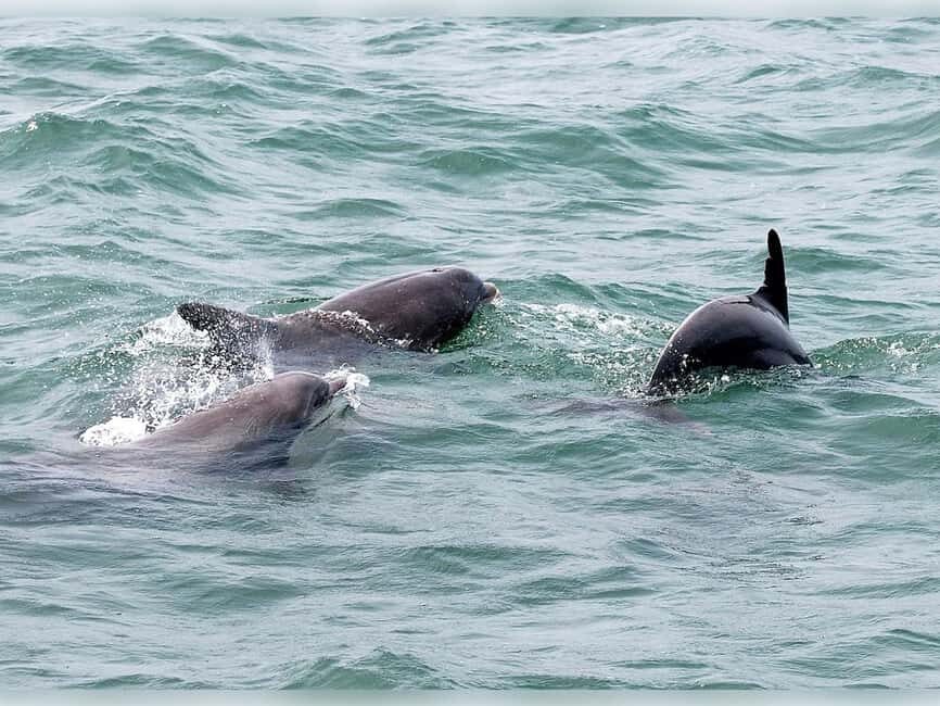 Myrtle Beach: Dolphin Cruise on the Sea Screamer - Is It Worth the Price?