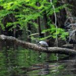 Myrtle Beach: Waccamaw River Pontoon Boat Tour - Is This Tour Worth the Price?