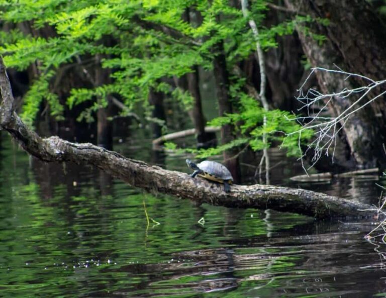 Myrtle Beach: Waccamaw River Pontoon Boat Tour - Is This Tour Worth the Price?