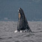 Nanaimo Private Whale Watching - Logistics and Practicalities