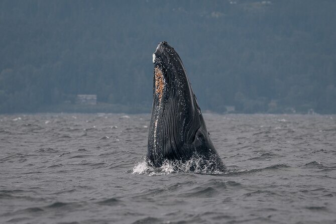 Nanaimo Private Whale Watching - Logistics and Practicalities