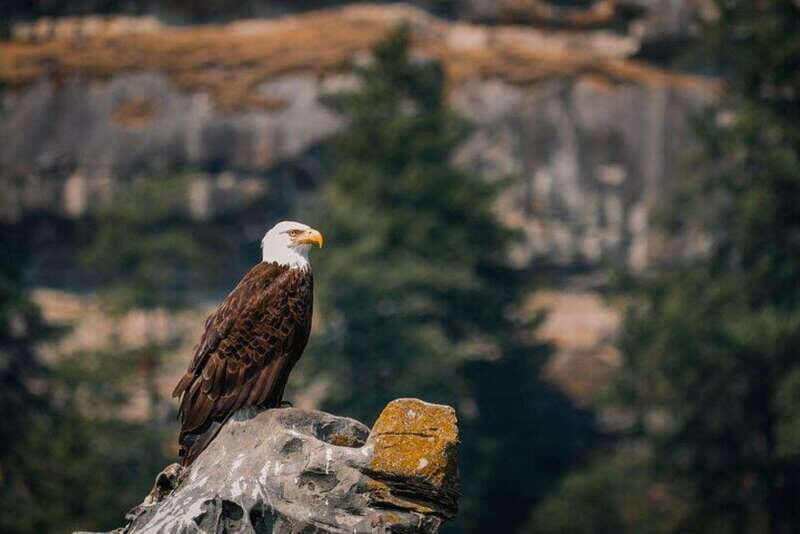 Nanaimo: Whale Watching Open Boat Tour - What Makes This Tour Stand Out