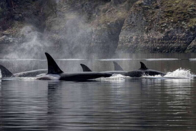 Nanaimo: Whale Watching Semi-Covered Boat Tour - The Experience in Detail