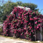 Nantucket: Historical Landmarks Sightseeing Bus Tour - What To Expect on the Tour