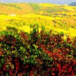 Napa & Sonoma Valley: Judgement of Paris Tour - Who Is This Tour Best For?
