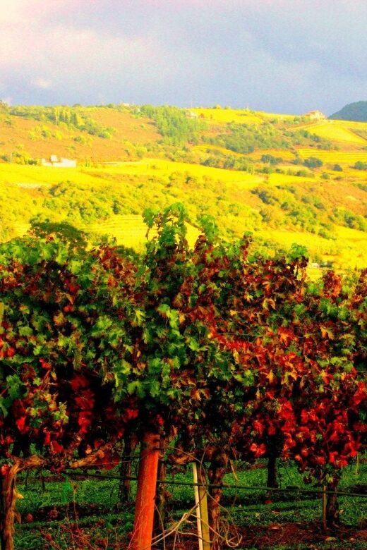 Napa & Sonoma Valley: Judgement of Paris Tour - Who Is This Tour Best For?