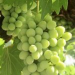 Napa & Sonoma Wine Tour Private Tours 8 to 10 Hours max 14 pax - The Sum Up