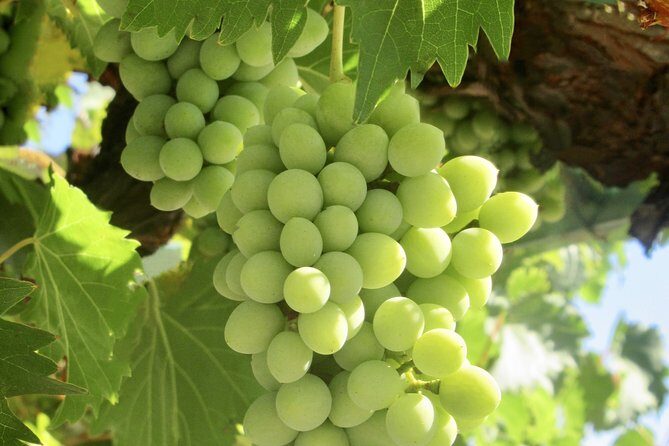 Napa & Sonoma Wine Tour Private Tours 8 to 10 Hours max 14 pax - The Sum Up