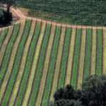 Napa Valley: Airplane Napa Valley Tour - Who Would Love This Tour?